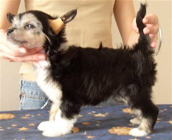 Fregata Hot chocolate