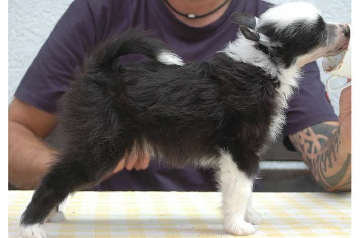 Belana Di Chrisdor's