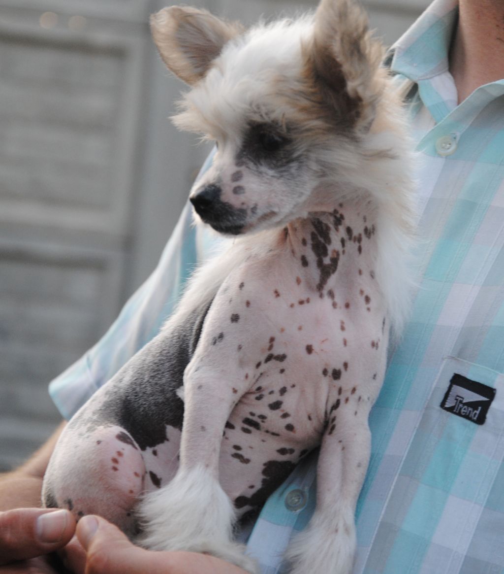 Blondi W Karmelkowie