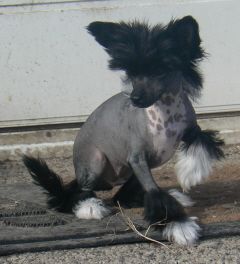 Dogtrix Ivriga Iris (felpost)