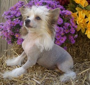 Kamaji Keep It Going HL