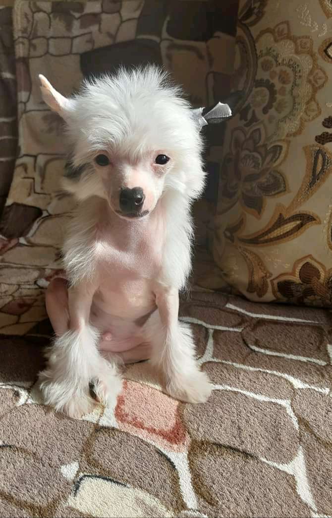 Pride of Boss Winner Write the History