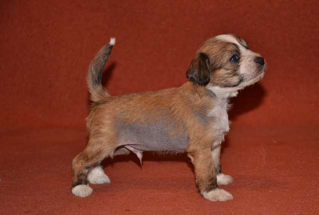 Golden Diamond Cresteds Getwick