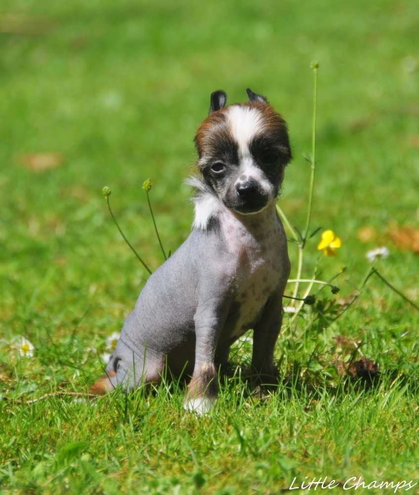 T'es In Little Champs