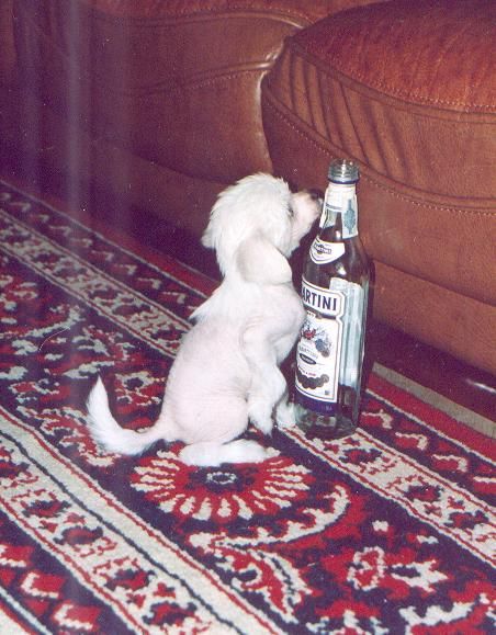 La Votre Bell' Val'kiriya.