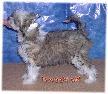 Crestars Zolivia Sooteemyee