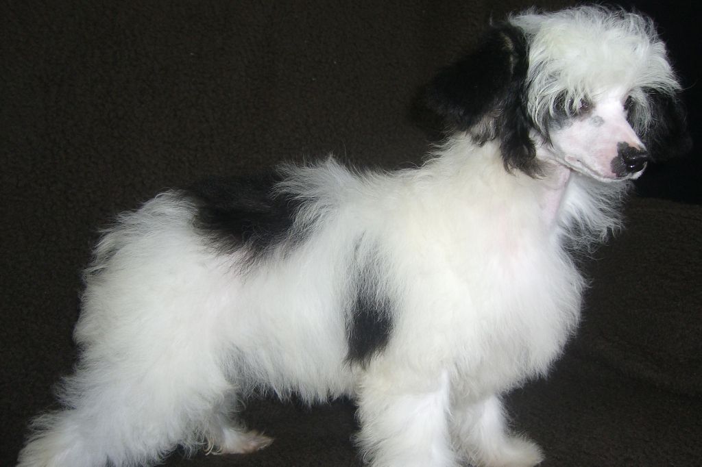 Finja Fimeja Chinesische Engel