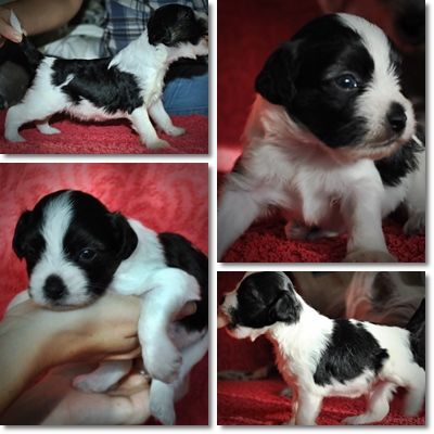 CZARDASZ Valp fra Elizabeth