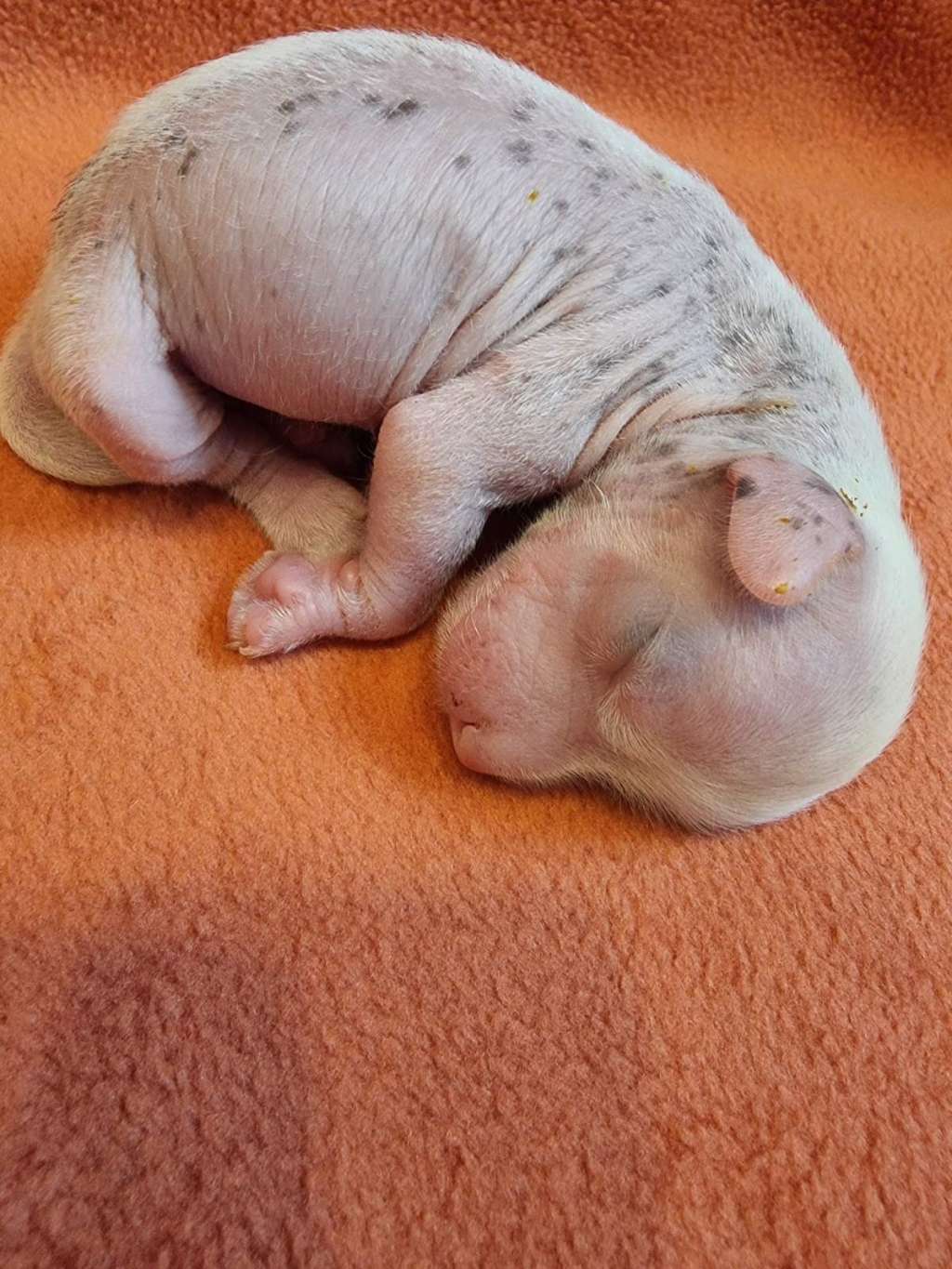 Chiyo Raiden by Grakstuole