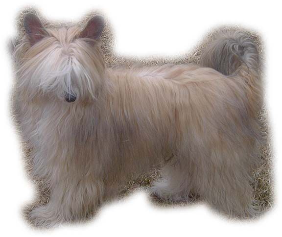 Crestars Bluz Kruz Butterfly P