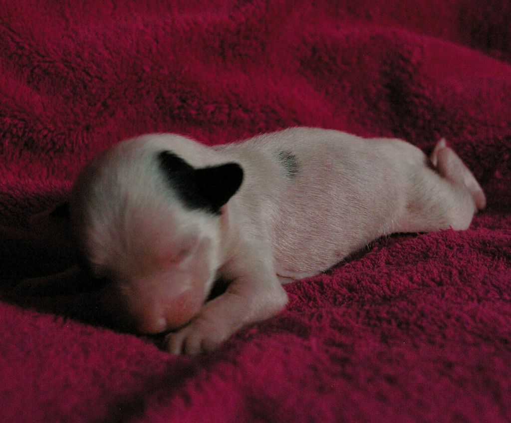 Picture