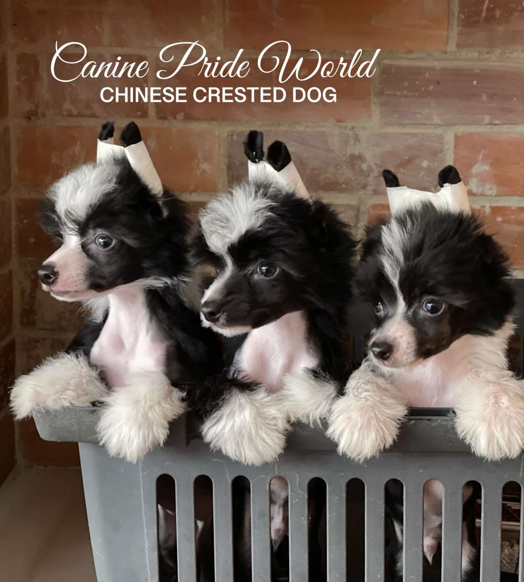 Canine Pride World Queen Atenea