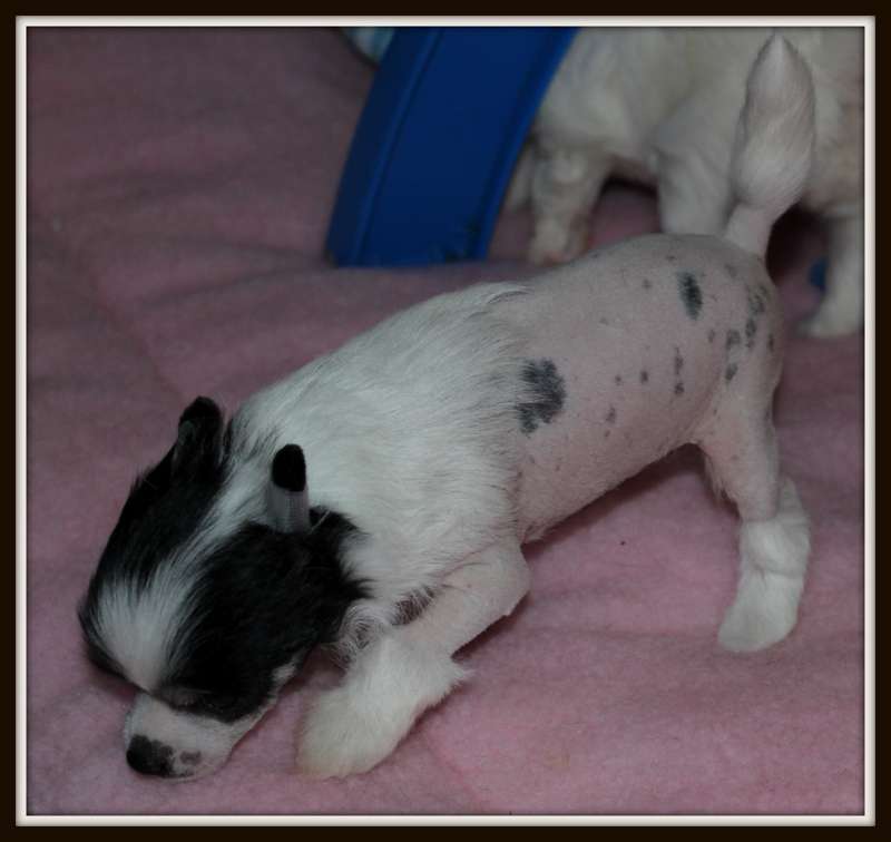 Made In France du pavé de varennes