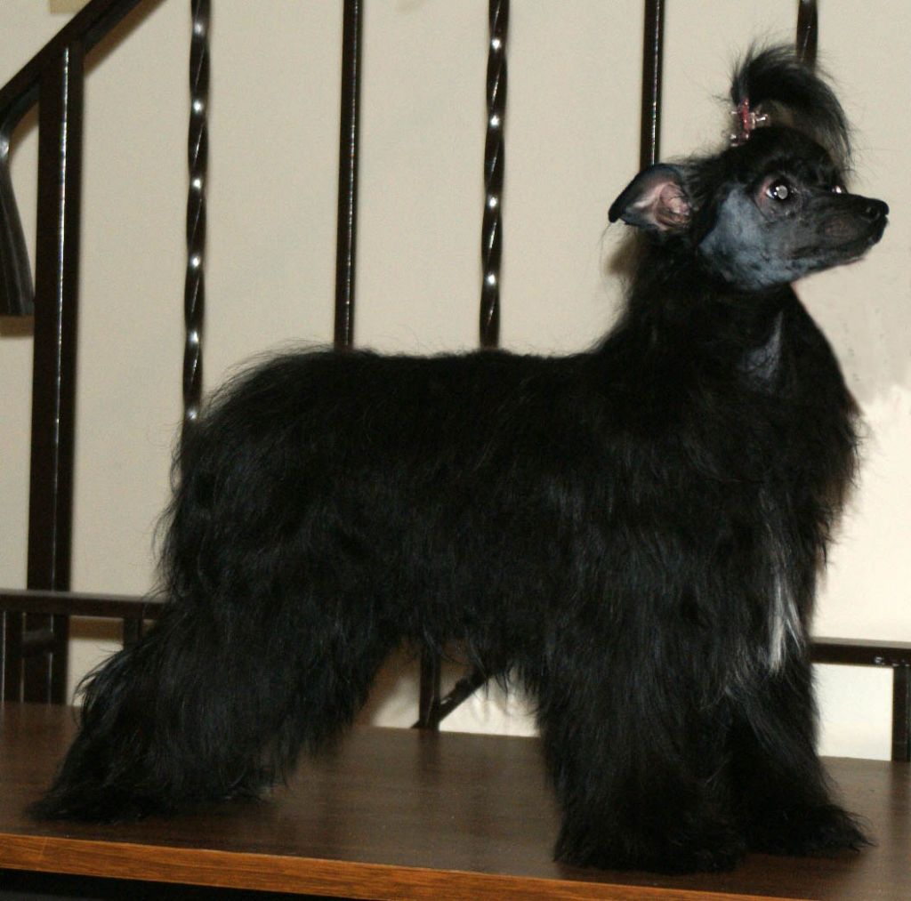 Gwitch'n Dokkum Licorice Bits