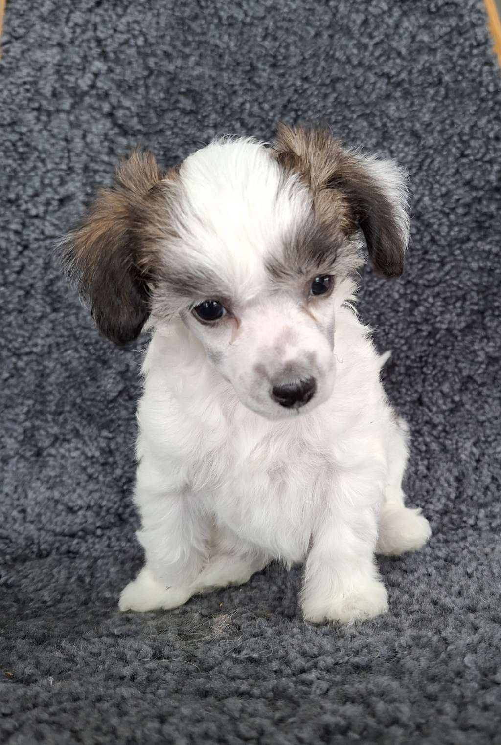 Krysolit Omg Look At Me