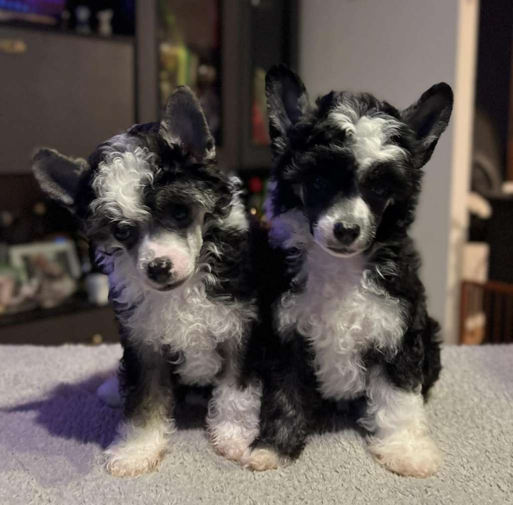 Unique Claire Avokaduh