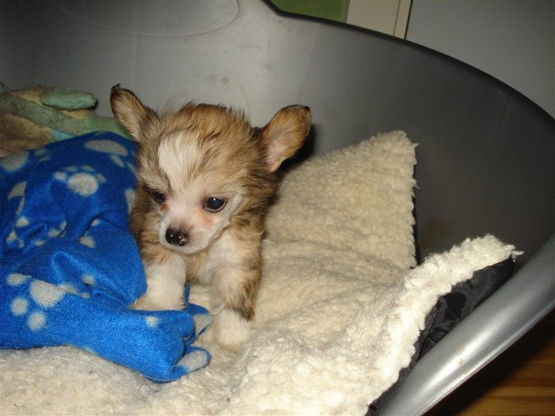 Crested Starz Betty Davis