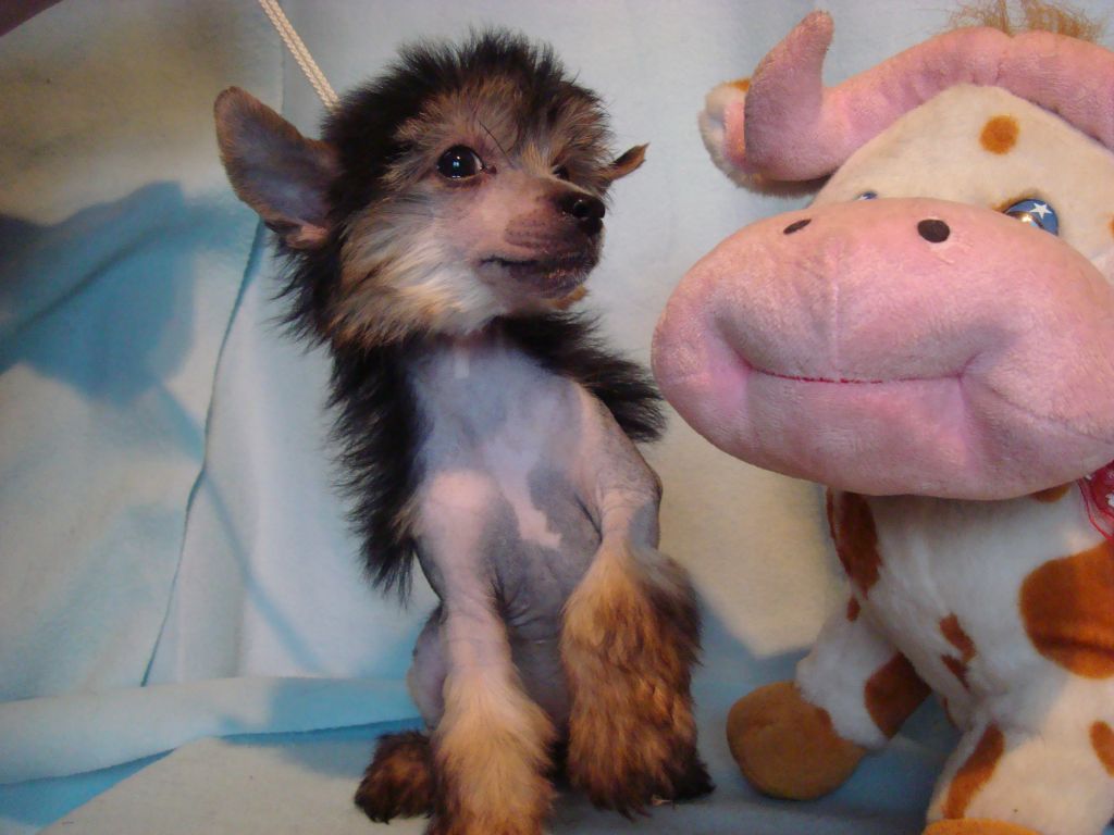 Gingery Gift of Gots