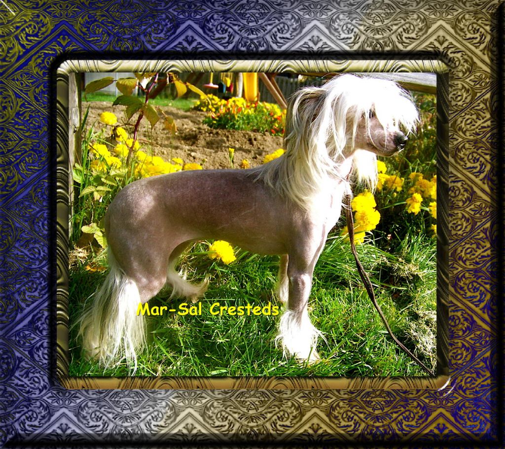 RCrested Sienna at Mar-Sal