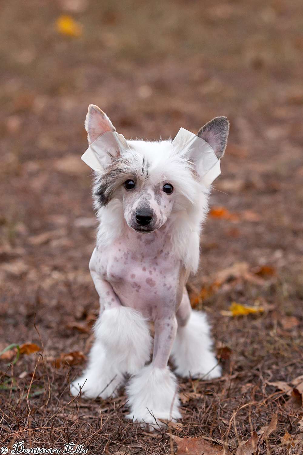 Lurdes iz Sozvezdiya Khana