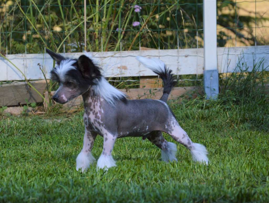 Kaitlin Xtraordinary Beast