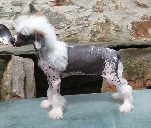 Taï Mandchou's Inter Mezzo