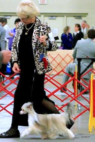 Ch.  M.t.o. N Windcrest This Girls On Fire Captivi