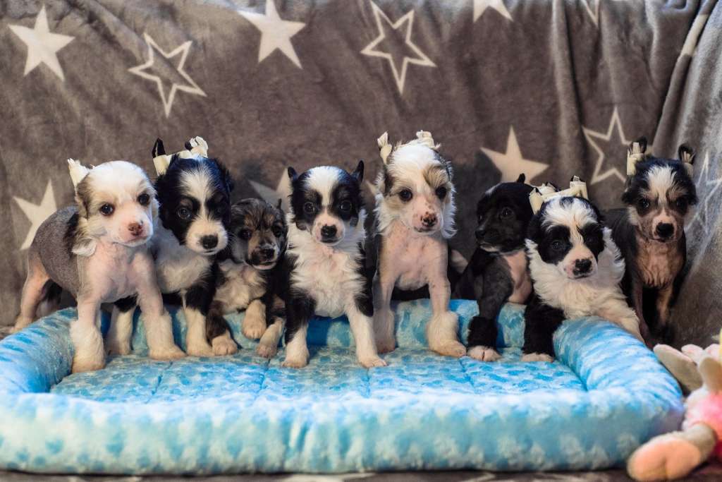 Anna Sky Kennel Tobiana