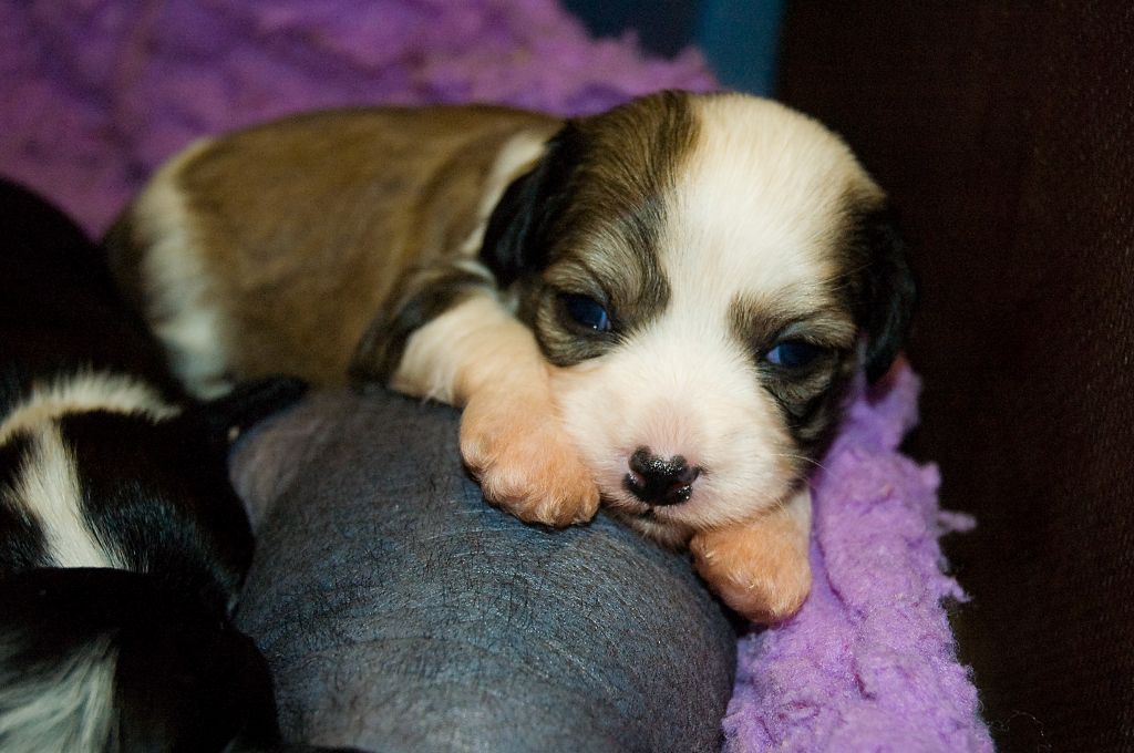 Kaunisvirran Yasmina