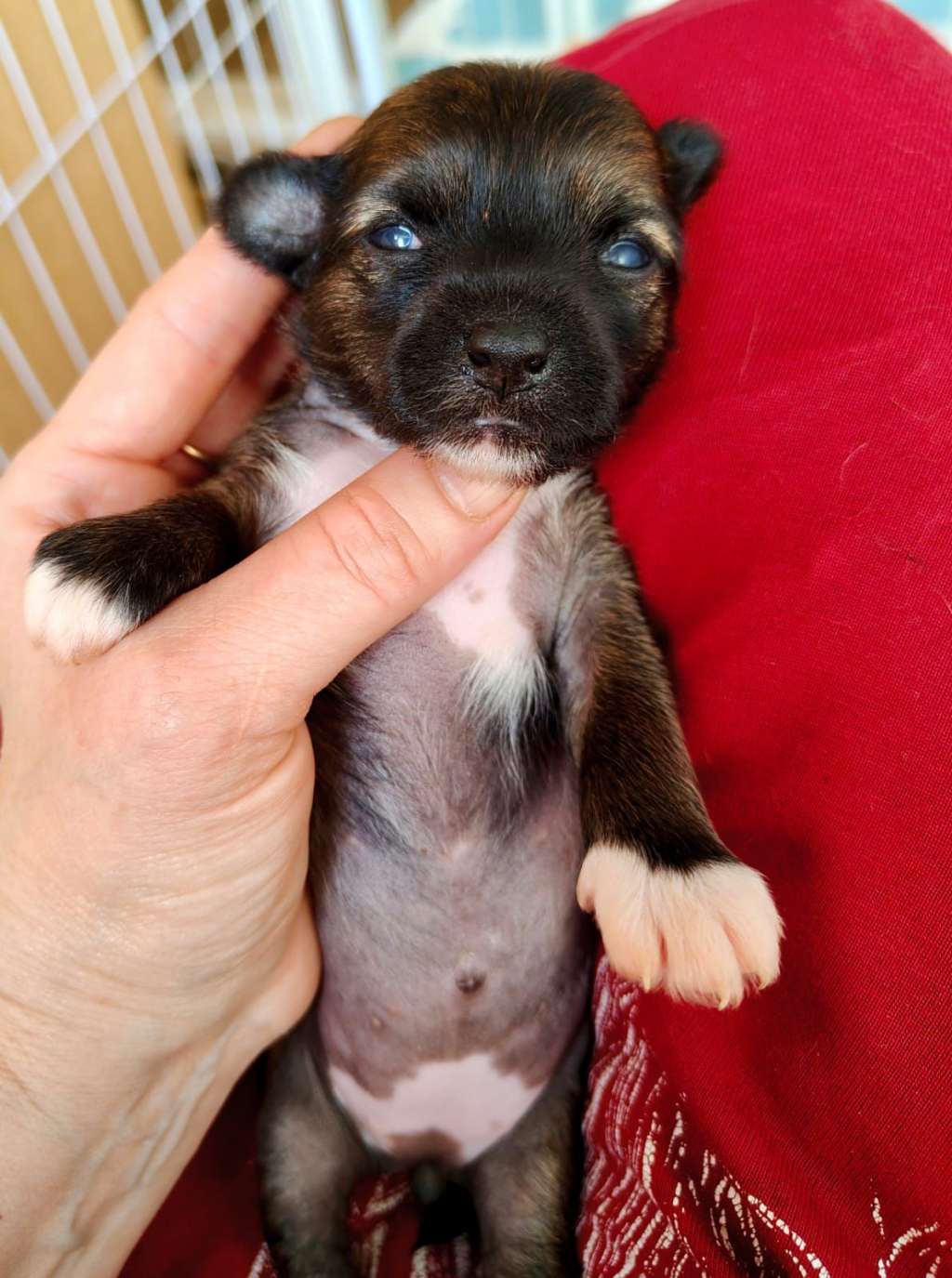 Rolana Family You Are Star