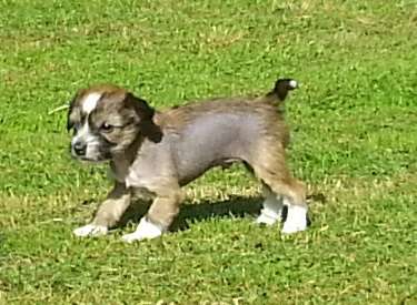 Andrakebyn's Abhishek Bachchan