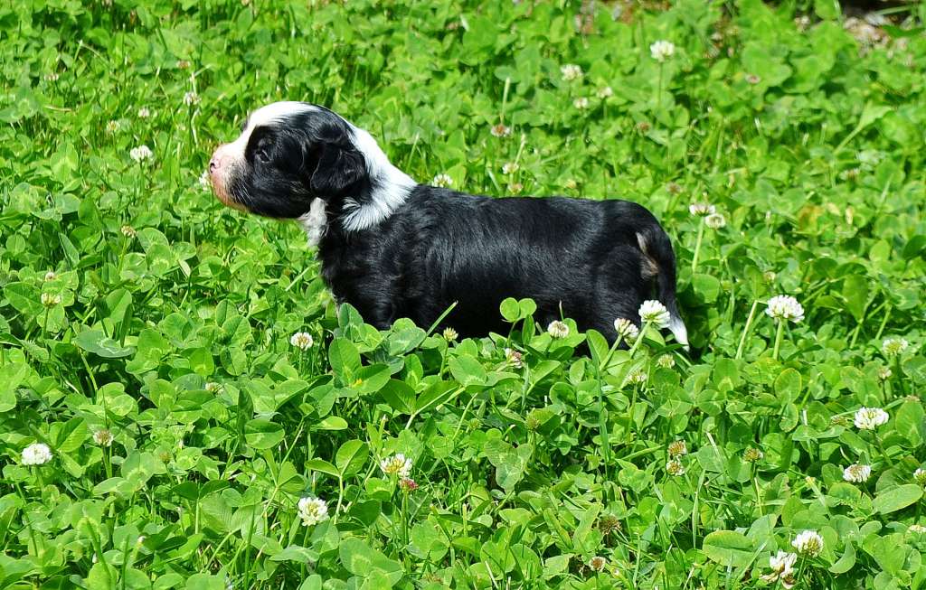 Etno Spirit Forever Young