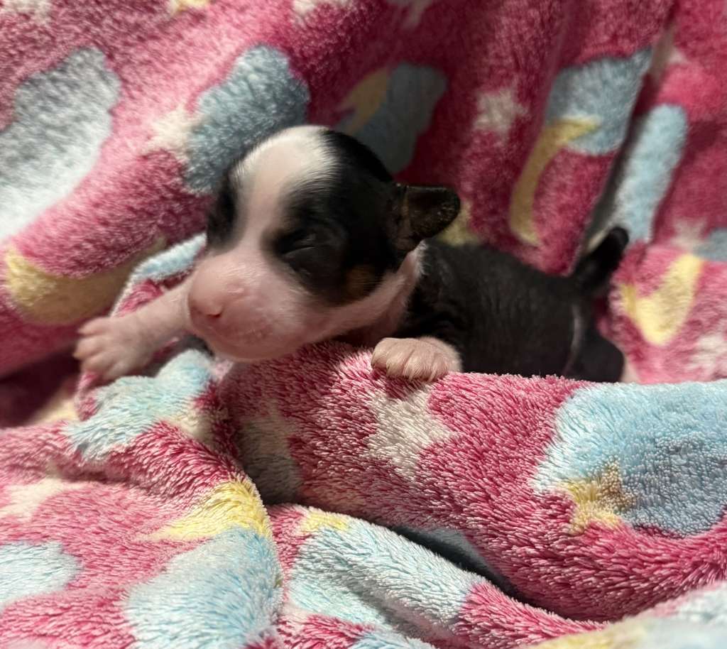 Chic To Chic Expectum Patronum