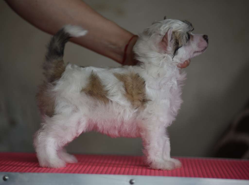 Tesla iz Sozvezdiya Khana