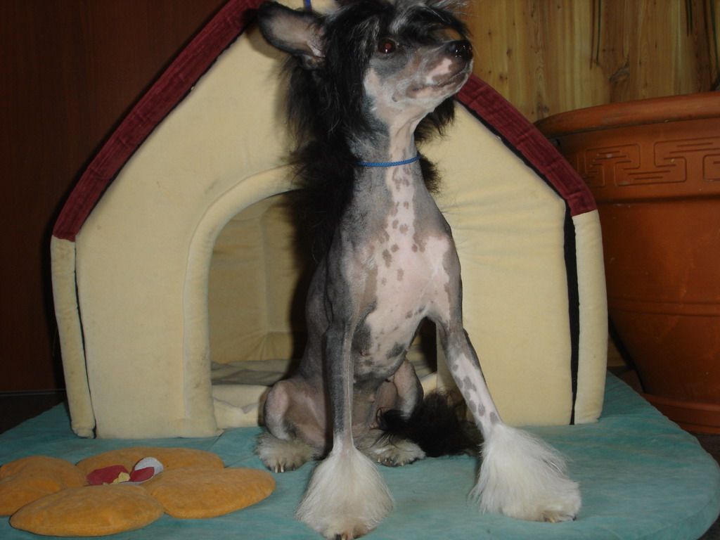 Lustalver's Namibiya