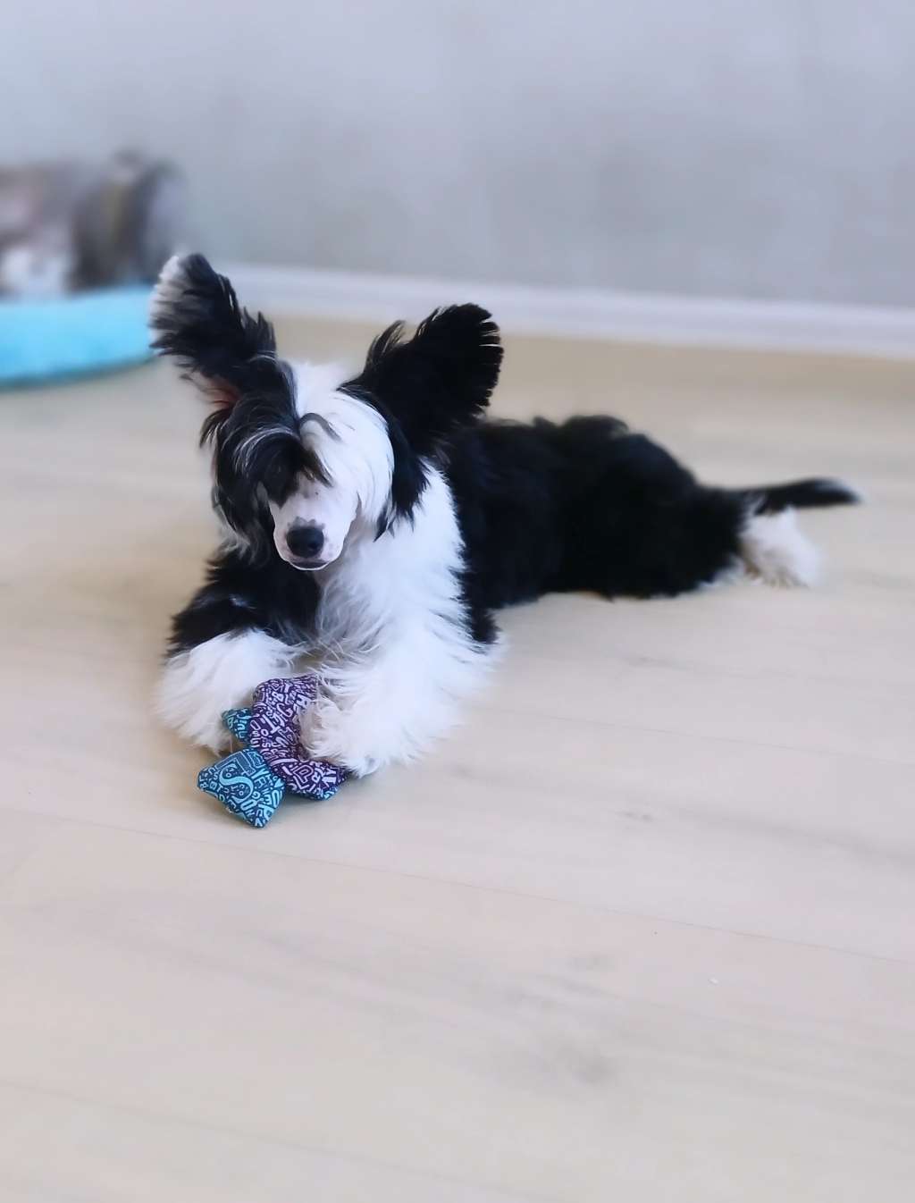 Art Rebellion Mephisto