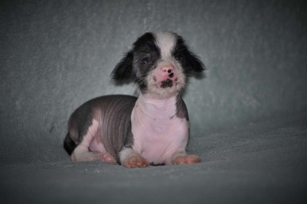 Reggae Night Angel Of The Moon