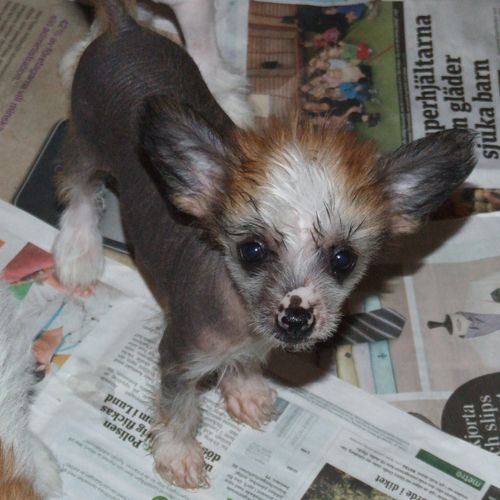 Superlines Irresistible  Malgosia