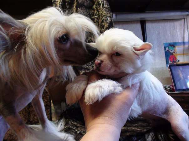 Vernisazh Mari Okara