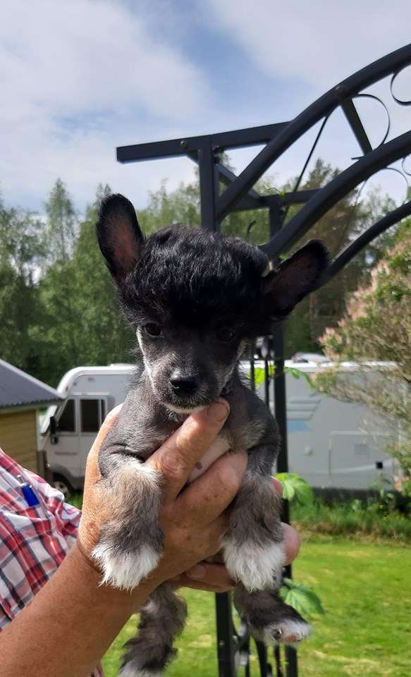 Beachcrest Crocodile Dundee