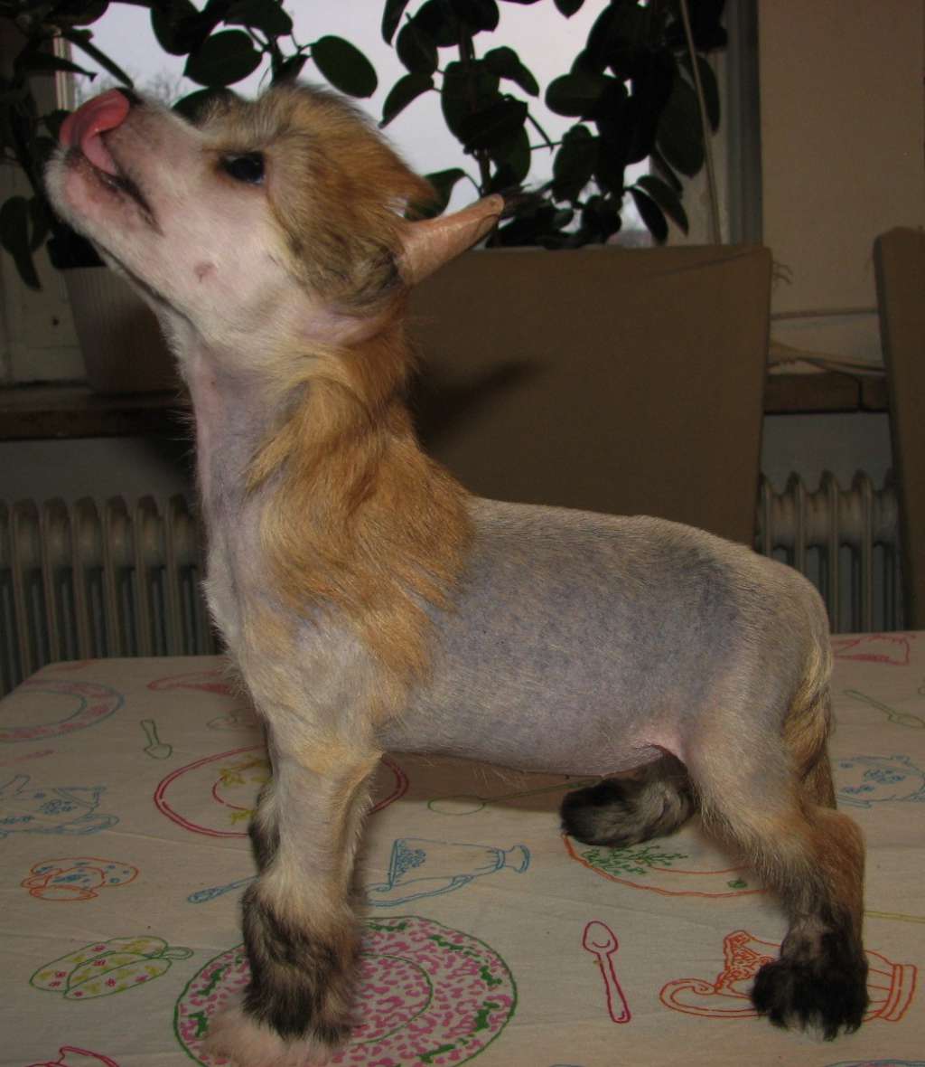 Pappersdrakens Alfrid Audhumbla