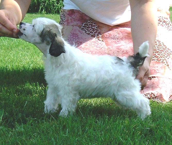 Proud Pony Good Fortune