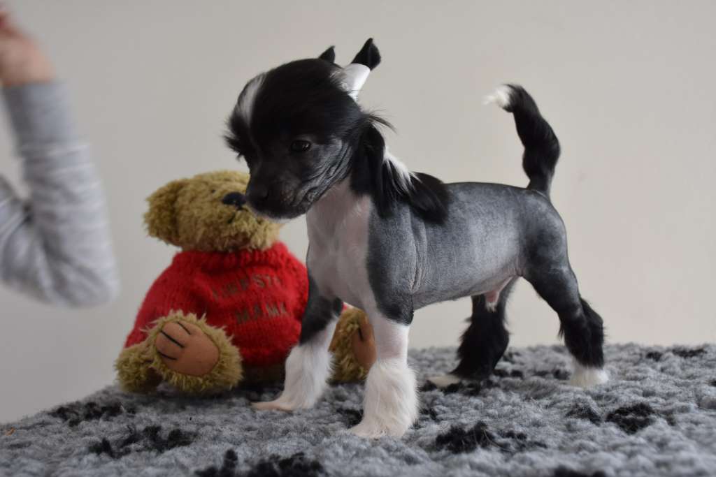 unicorn of the loving dols