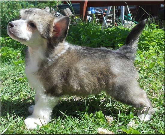 Marachinos Nu Pagadi