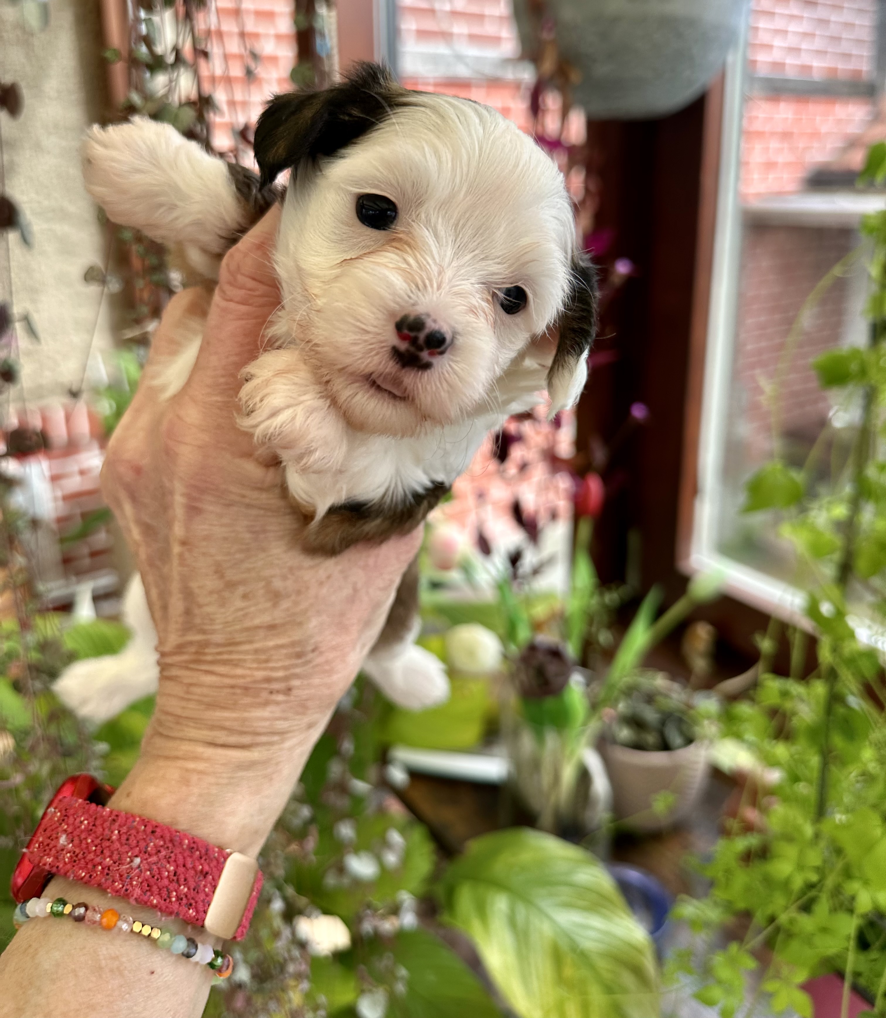 Bonita Cecil von Shinbashi