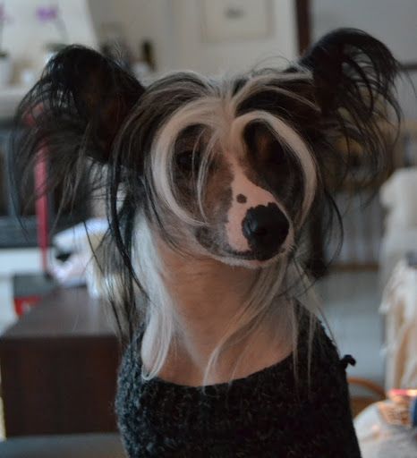 Kultatuulen Wellingtonin Herttua