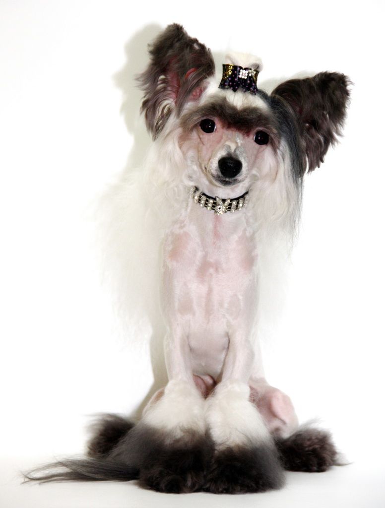 Luksorius star magic