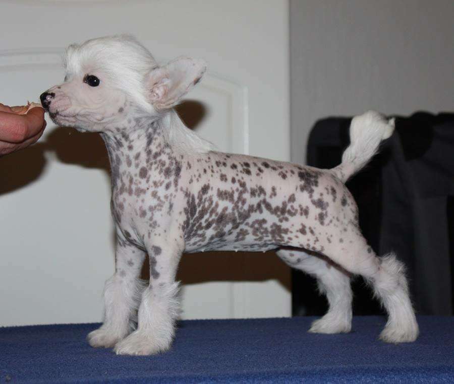 Viuvaun Do Anything You Wanna Do