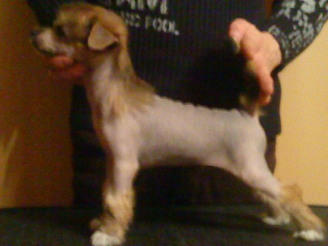 Centurion Shield Imperija