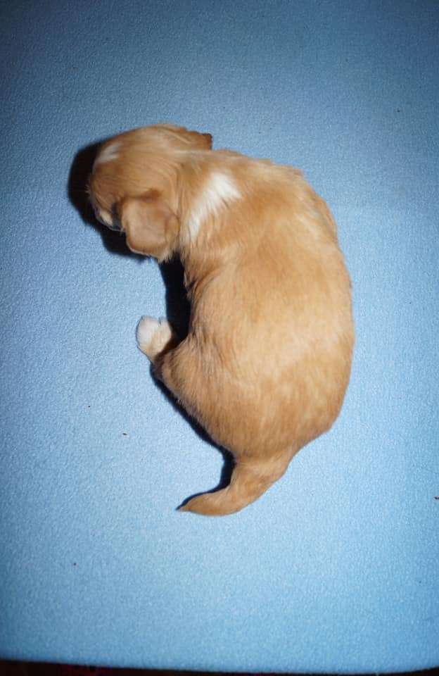 Sun Dan Ring Of Fire